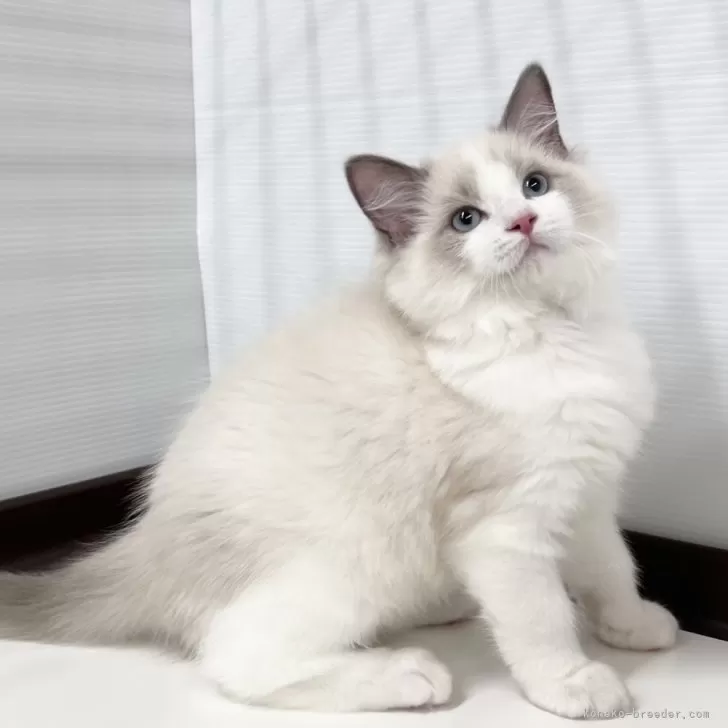 ID：2407-01702の子猫