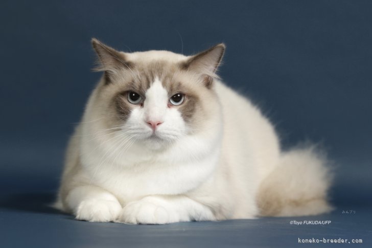 ラグドール【・男の子・2024年9月23日・ブルーポイントバイカラー】