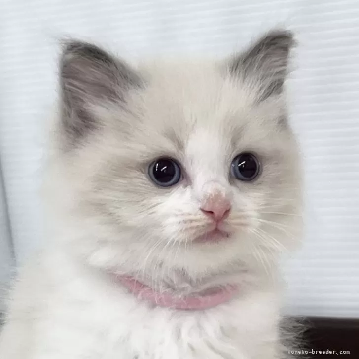 ID：2405-03528の子猫