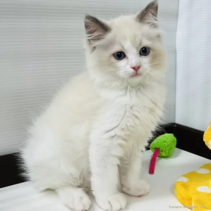 ID：2308-00455の子猫