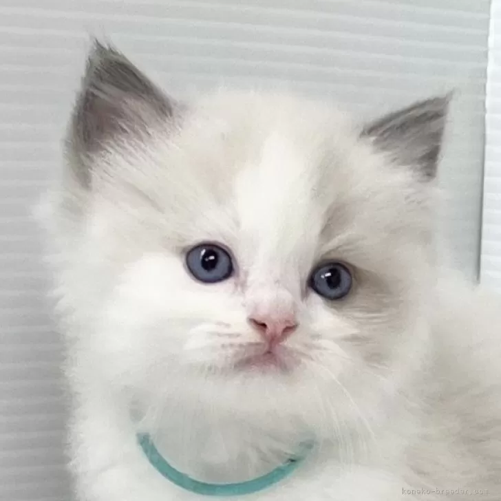 ID:2408-00907の子猫