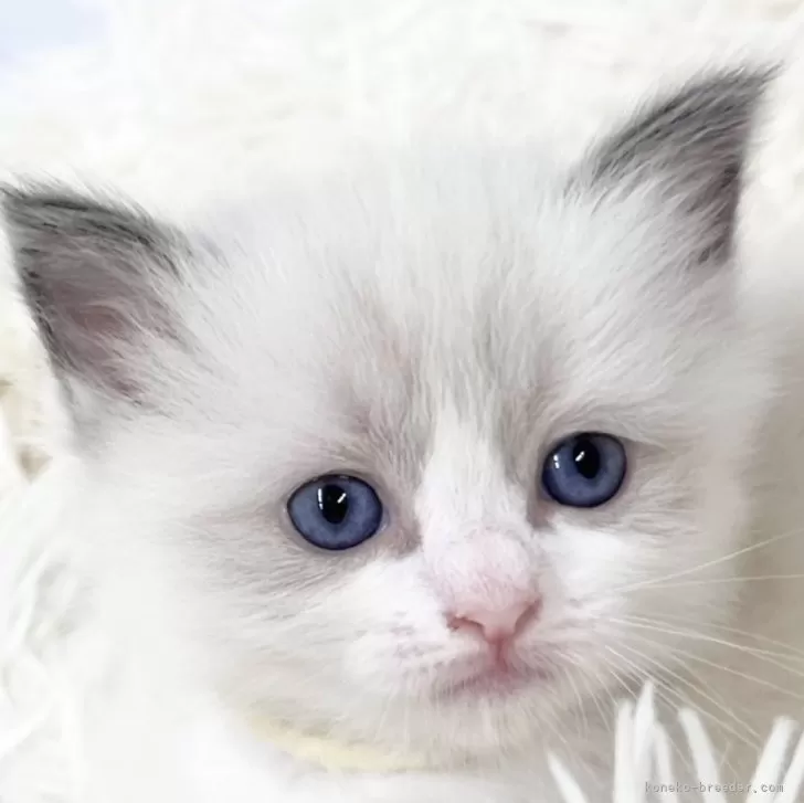 かんちゃん 様のお迎えした子猫