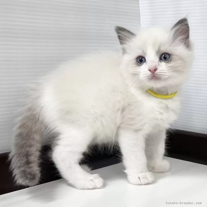 ID:2410-02831の子猫