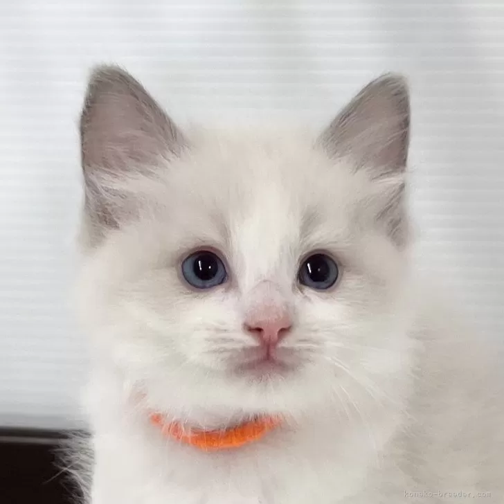 ID:2410-00344の子猫