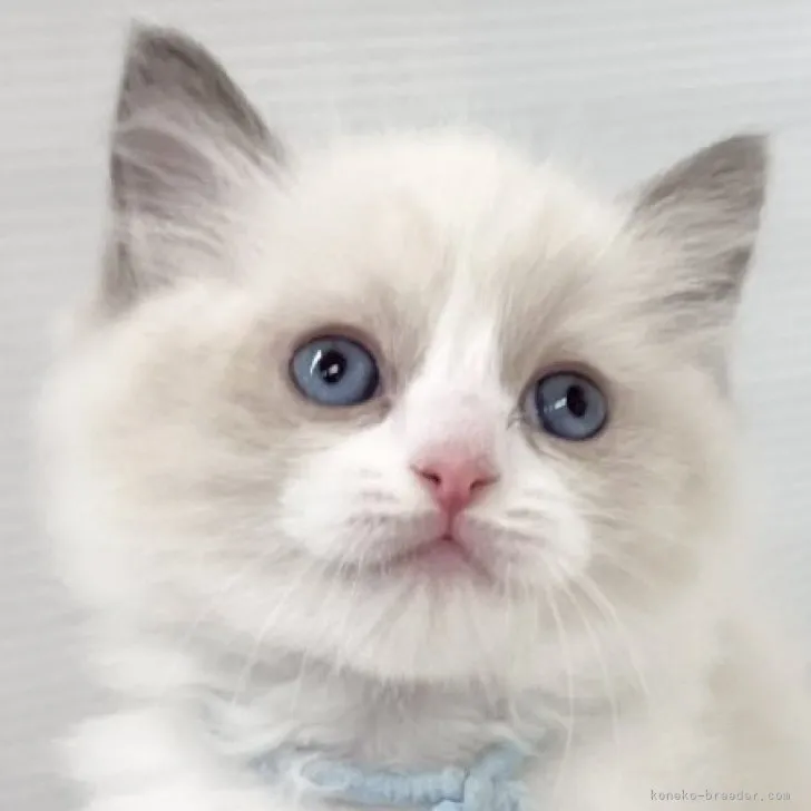 ID:2310-02069の子猫