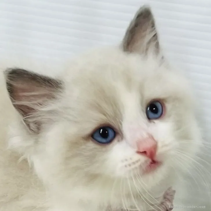 ID：2308-00449の子猫
