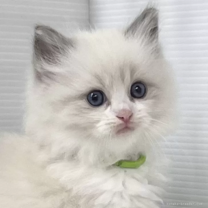 ID：2405-03520の子猫