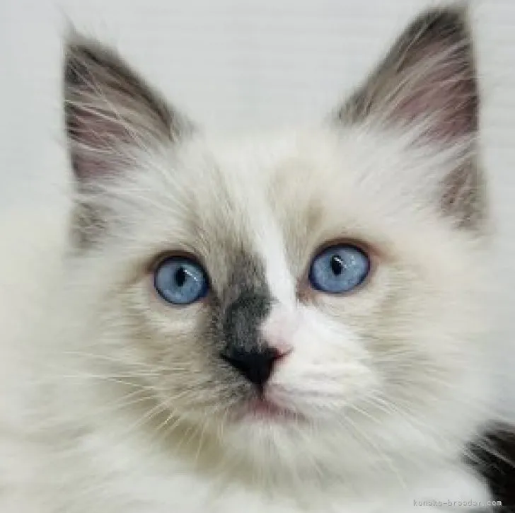 ID:2305-02499の子猫
