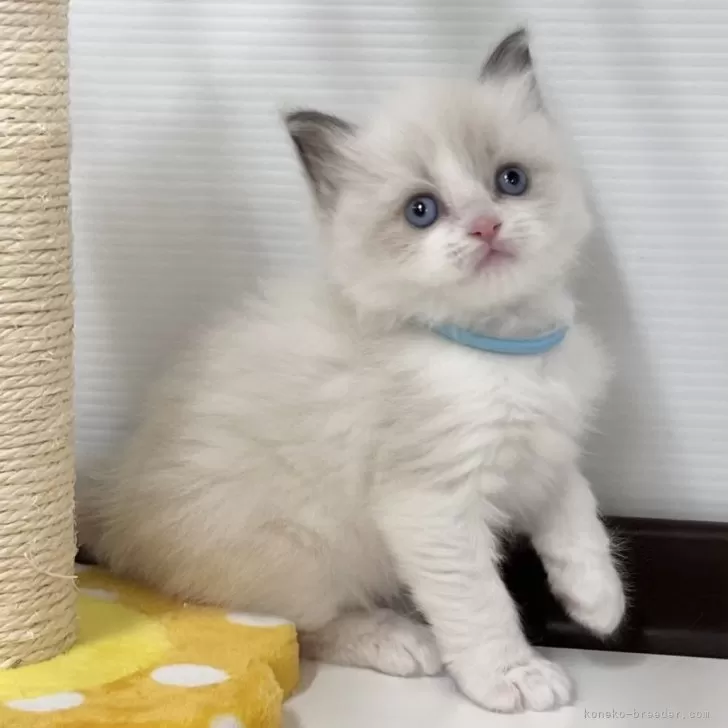 ID：2402-01129の子猫