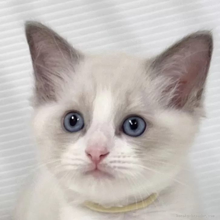 ID：2407-01701の子猫