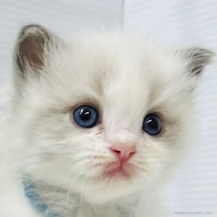 ID：2308-00318の子猫