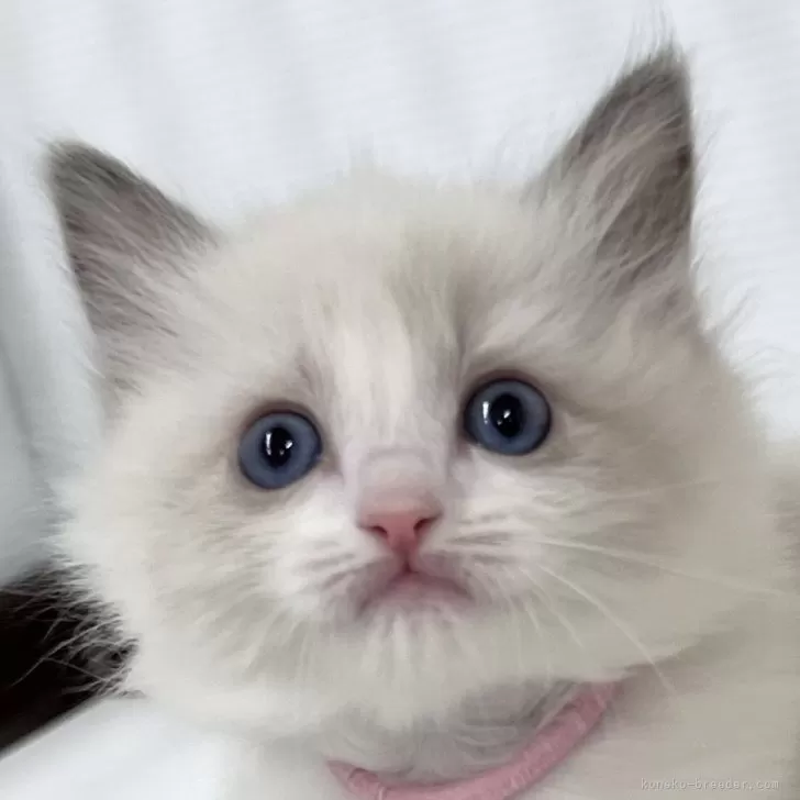 ID:2402-01820の子猫
