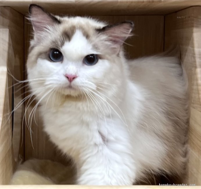 ラグドール【・女の子・2024年7月23日・シールポイントバイカラー】