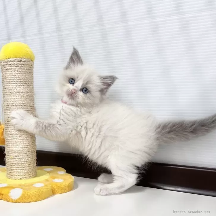 ID：2410-01019の子猫