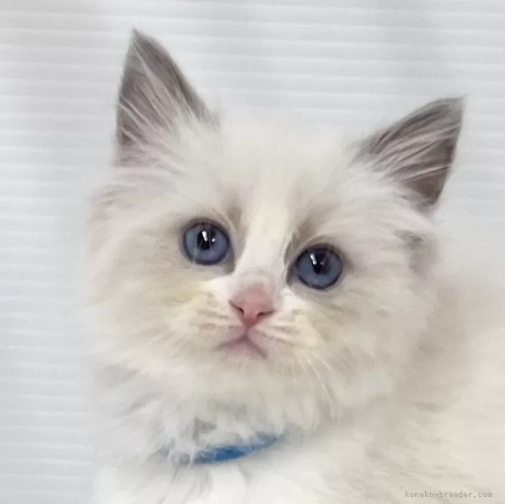 ID：2410-00345の子猫