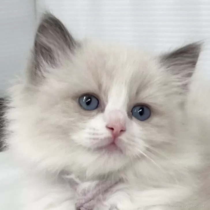 ID：2401-00508の子猫