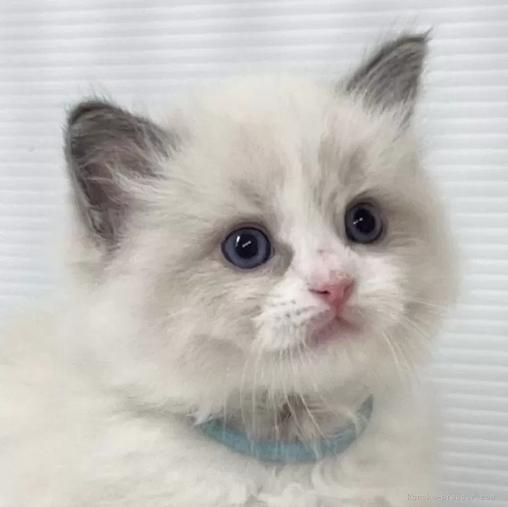 ID：2406-02123の子猫