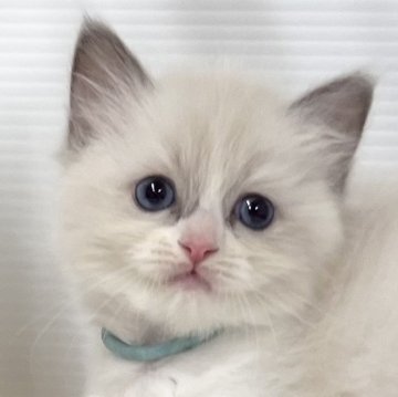 ラグドール【埼玉県・女の子・2024年6月20日・ブルーポイントバイカラー】の写真「とろける可愛いさの女の子」