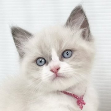 ラグドール【埼玉県・男の子・2024年7月10日・ブルーポイントバイカラー】の写真「とびっきり男の子」