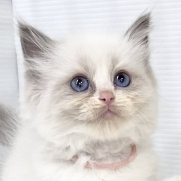 ラグドール【埼玉県・男の子・2024年9月14日・ブルーポイントバイカラー】の写真「可愛いさ満喫男の子」