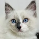 ラグドール【埼玉県・男の子・2023年4月7日・ブルーポイント】の写真1「6/8日撮影ミルク焼けなくなったニャ〜」