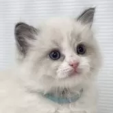 ラグドール【埼玉県・男の子・2024年5月9日・ブルーポイントバイカラー】の写真1「*」