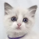 ラグドール【埼玉県・女の子・2024年9月23日・ブルーポイントバイカラー】の写真1「*」