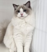 ラグドール【・女の子・2023年4月7日・ブルーポイントバイカラー】