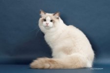 ラグドール【・男の子・2024年3月3日・ブルーポイントバイカラー】