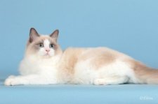 ラグドール【・女の子・2023年12月4日・ブルーポイントバイカラー】