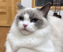 ラグドール【・女の子・2021年11月15日・ブルーポイントバイカラー】