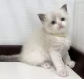 ラグドール【埼玉県・女の子・2024年7月10日・ブルーポイントバイカラー】の写真3