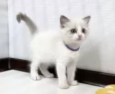 ラグドール【埼玉県・女の子・2024年9月23日・ブルーポイントバイカラー】の写真5