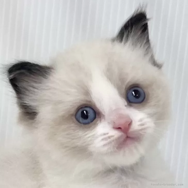 ID:2501-00549の子猫