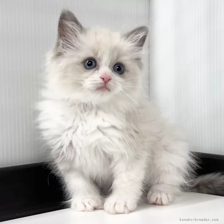 ID:2503-01338の子猫