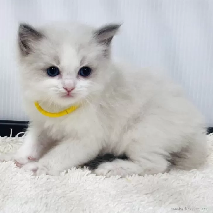 ラグドール【埼玉県・男の子・2025年10月12日・ブルーポイントバイカラー】の写真1