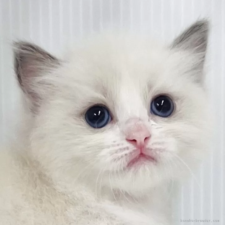 ID:2508-02319の子猫