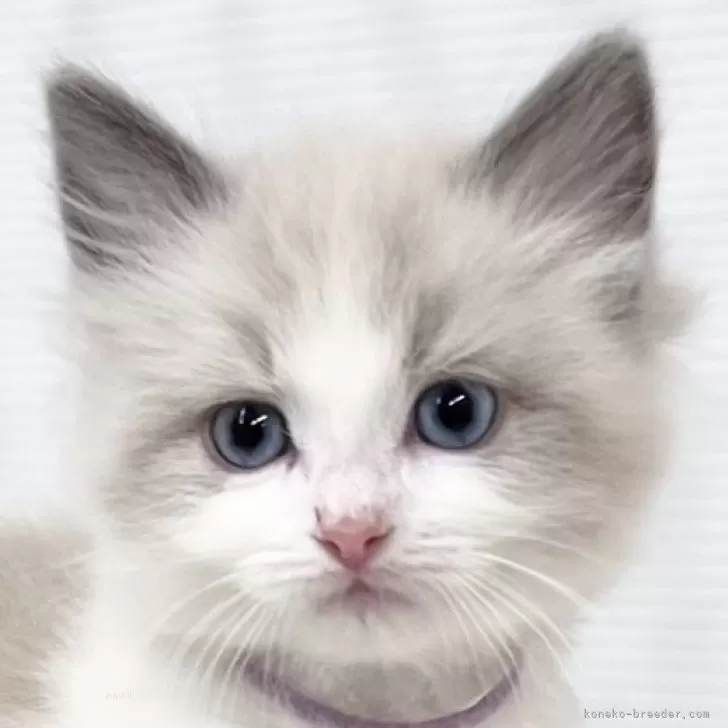 ID:2412-00561の子猫