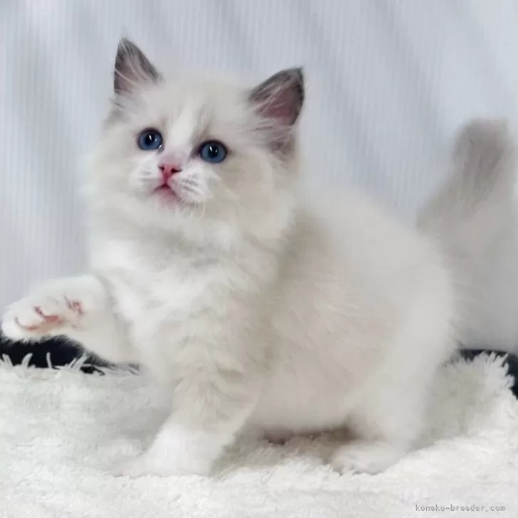 ラグドール【埼玉県・女の子・2025年8月11日・ブルーポイントバイカラー】の写真1