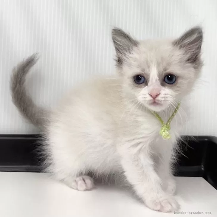 ID：2504-00229の子猫