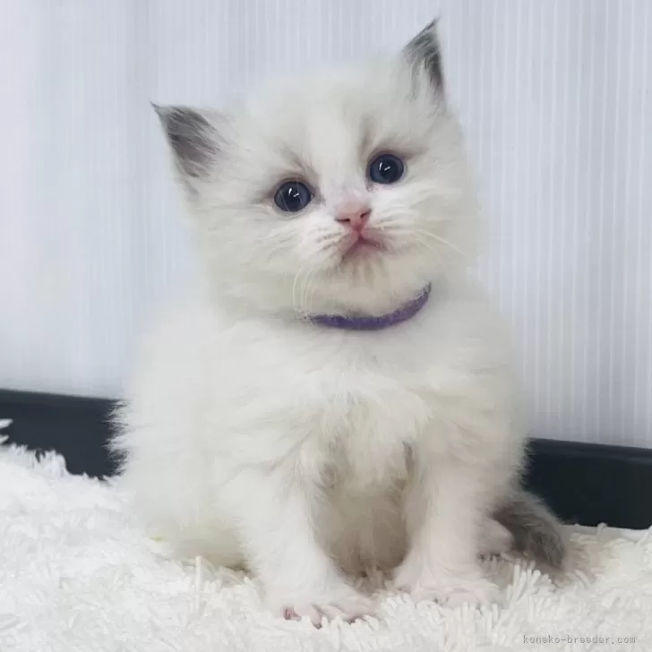 ラグドール【埼玉県・男の子・2025年10月13日・ブルーポイントバイカラー】の写真1