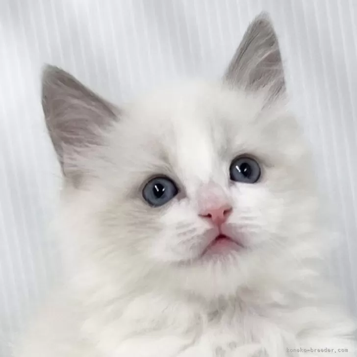 ID:2501-00386の子猫