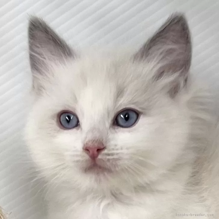 ID:2412-00564の子猫