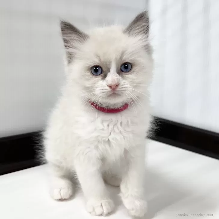 ID:2504-00238の子猫