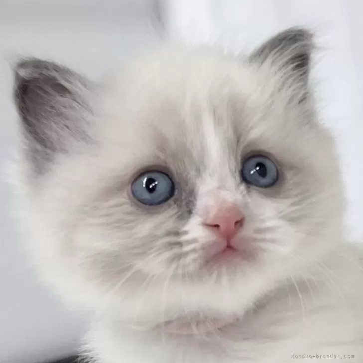 ID:2501-02263の子猫