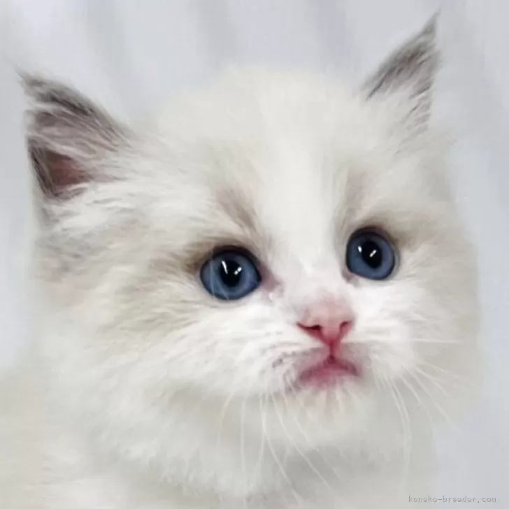 F.N 様のお迎えした子猫