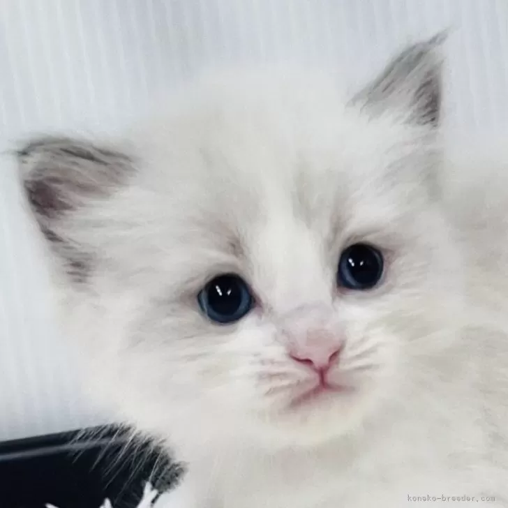 ID：2510-00369の子猫