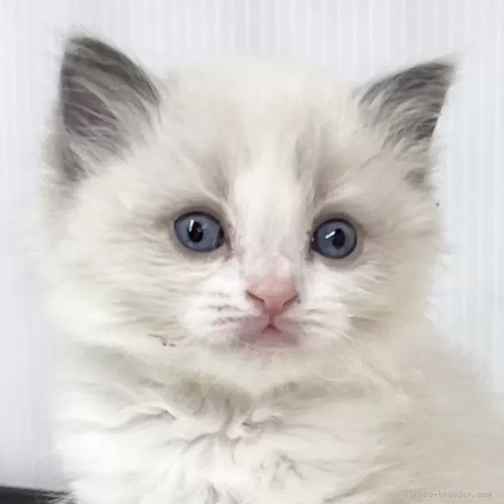 ID:2501-02261の子猫