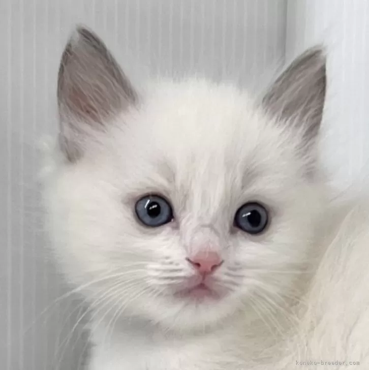 ID:2501-01650の子猫