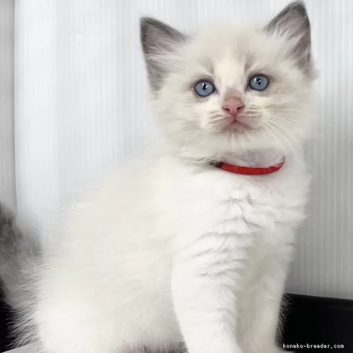 N.H 様のお迎えした子猫